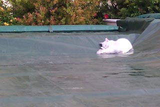 copertura-piscina-invernale.jpg